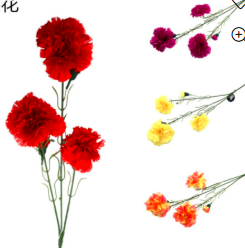Vara de clavel