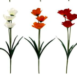 Vara de flor anemone