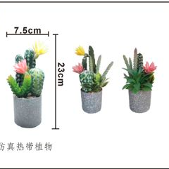 Bonsái Cactus