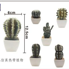 Bonsái Cactus