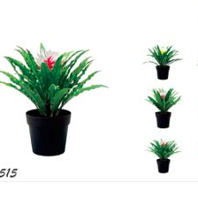 Bonsái de Bromelias