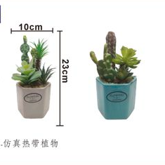 Bonsái Cactus
