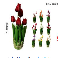 Capullos de Tulipan